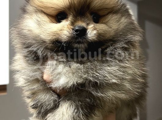 Pomeranian Boo Erkek Yavrum görsel
