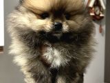 Pomeranian Boo Erkek Yavrum