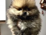 Pomeranian Boo Erkek Yavrum