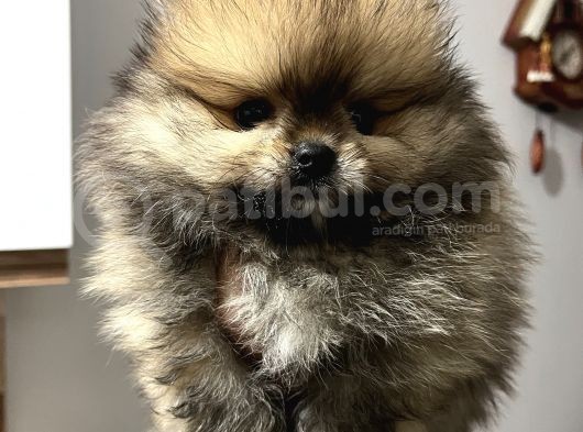 Pomeranian Boo Erkek Yavrum görsel