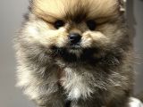 Pomeranian Boo Erkek yavrum