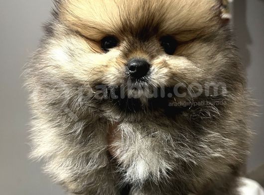 Pomeranian Boo Erkek Yavrum