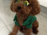 Evdoğum redbrown toypoodle