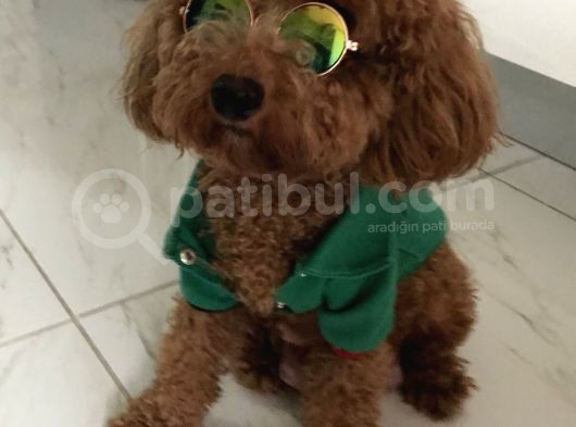 Evdoğum Redbrown Toypoodle