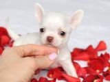 Elma Kafa Teacup Chi̇huahua Irkinin En Özel Yavrulari