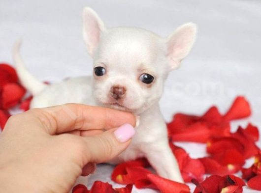 Elma Kafa Teacup Chi̇huahua Irkinin En Özel Yavrulari görsel