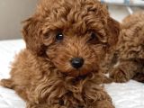 Bebek Suratli Poodle Yavrularimiz