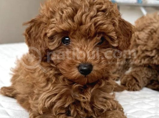Bebek Suratli Poodle Yavrularimiz görsel