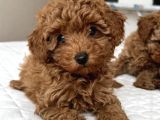 BEBEK SURATLI POODLE YAVRULARIMIZ