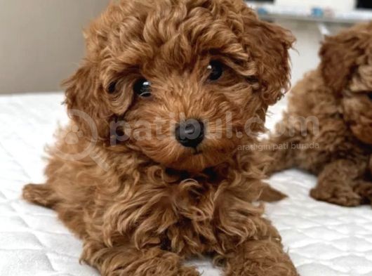 Bebek Suratli Poodle Yavrularimiz