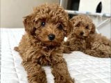 Bebek Suratli Poodle Yavrularimiz