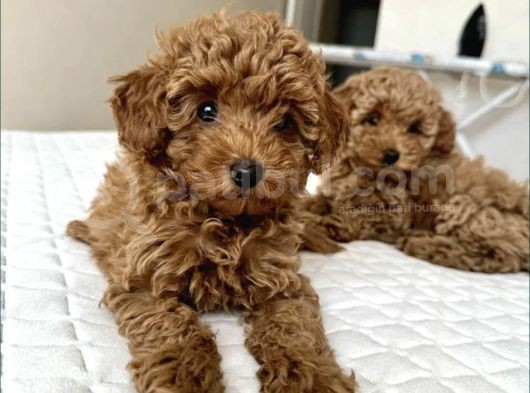 Bebek Suratli Poodle Yavrularimiz görsel