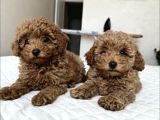 Bebek Suratli Poodle Yavrularimiz