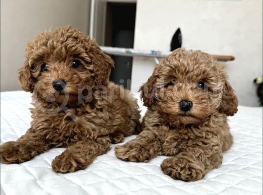 Bebek Suratli Poodle Yavrularimiz görsel