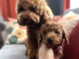 Evdoğum Redbrown Toypoodle