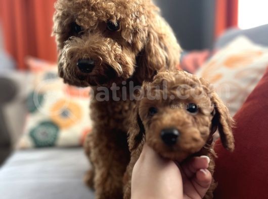 Evdoğum Redbrown Toypoodle görsel