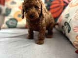 Evdoğum Redbrown Toypoodle