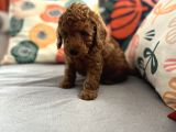 Evdoğum Redbrown Toypoodle