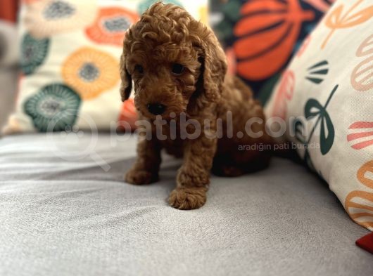 Evdoğum Redbrown Toypoodle görsel