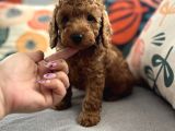 Evdoğum Redbrown Toypoodle