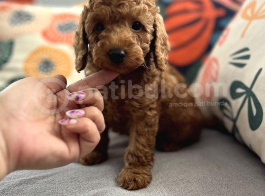 Evdoğum Redbrown Toypoodle görsel