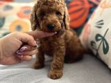 Evdoğum Redbrown Toypoodle