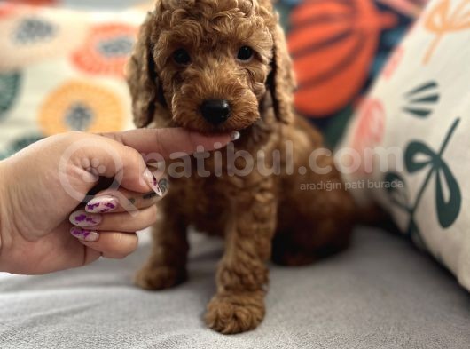 Evdoğum Redbrown Toypoodle görsel
