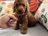 Evdoğum Redbrown Toypoodle