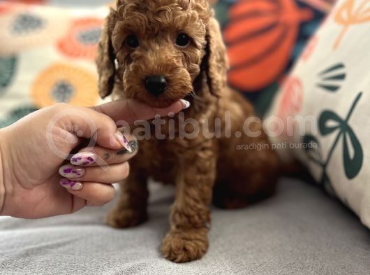 Evdoğum Redbrown Toypoodle görsel