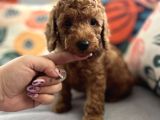 Evdoğum Redbrown Toypoodle