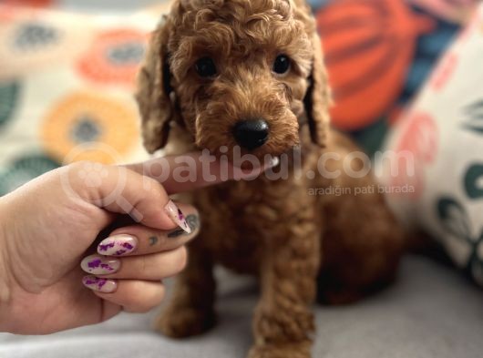 Evdoğum Redbrown Toypoodle görsel