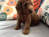 Evdoğum Redbrown Toypoodle