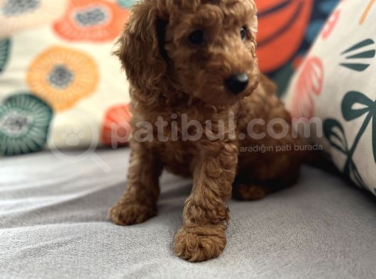 Evdoğum Redbrown Toypoodle görsel