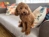 Evdoğum Redbrown Toypoodle