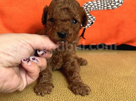 Darkredbrown Bebeklerim görsel