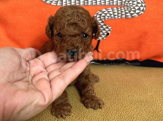 Darkredbrown Bebeklerim görsel