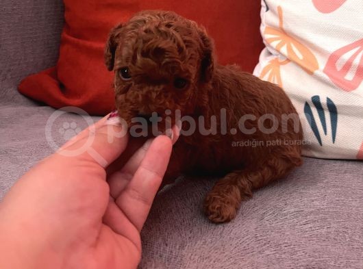 Darkredbrown Bebeklerim görsel