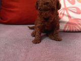 Darkredbrown Bebeklerim