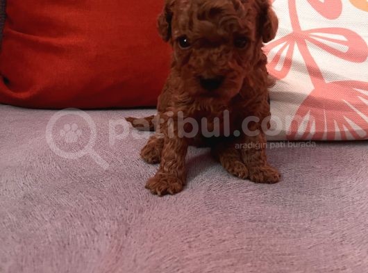 Darkredbrown Bebeklerim görsel