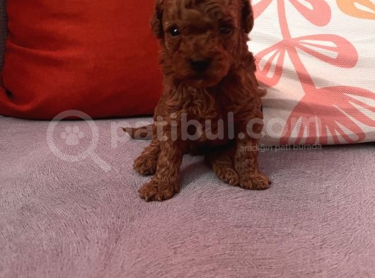 Darkredbrown Bebeklerim görsel