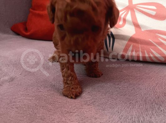 Darkredbrown Bebeklerim görsel
