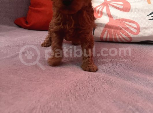 Darkredbrown Bebeklerim görsel