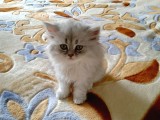 muhteşem Güzellikte safkan Yavrularım