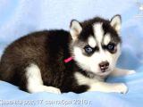 HUSKY SAFKAN YAVRULAR