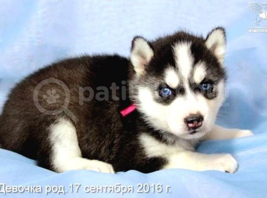 HUSKY SAFKAN YAVRULAR