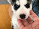 Husky Safkan Yavrular