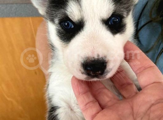 Husky Safkan Yavrular görsel