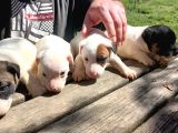Kısa Bacak Jack Russel yavrular