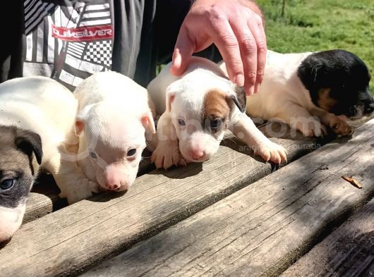 Kısa Bacak Jack Russel Yavrular