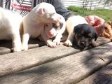 Kısa Bacak Jack Russel Yavrular